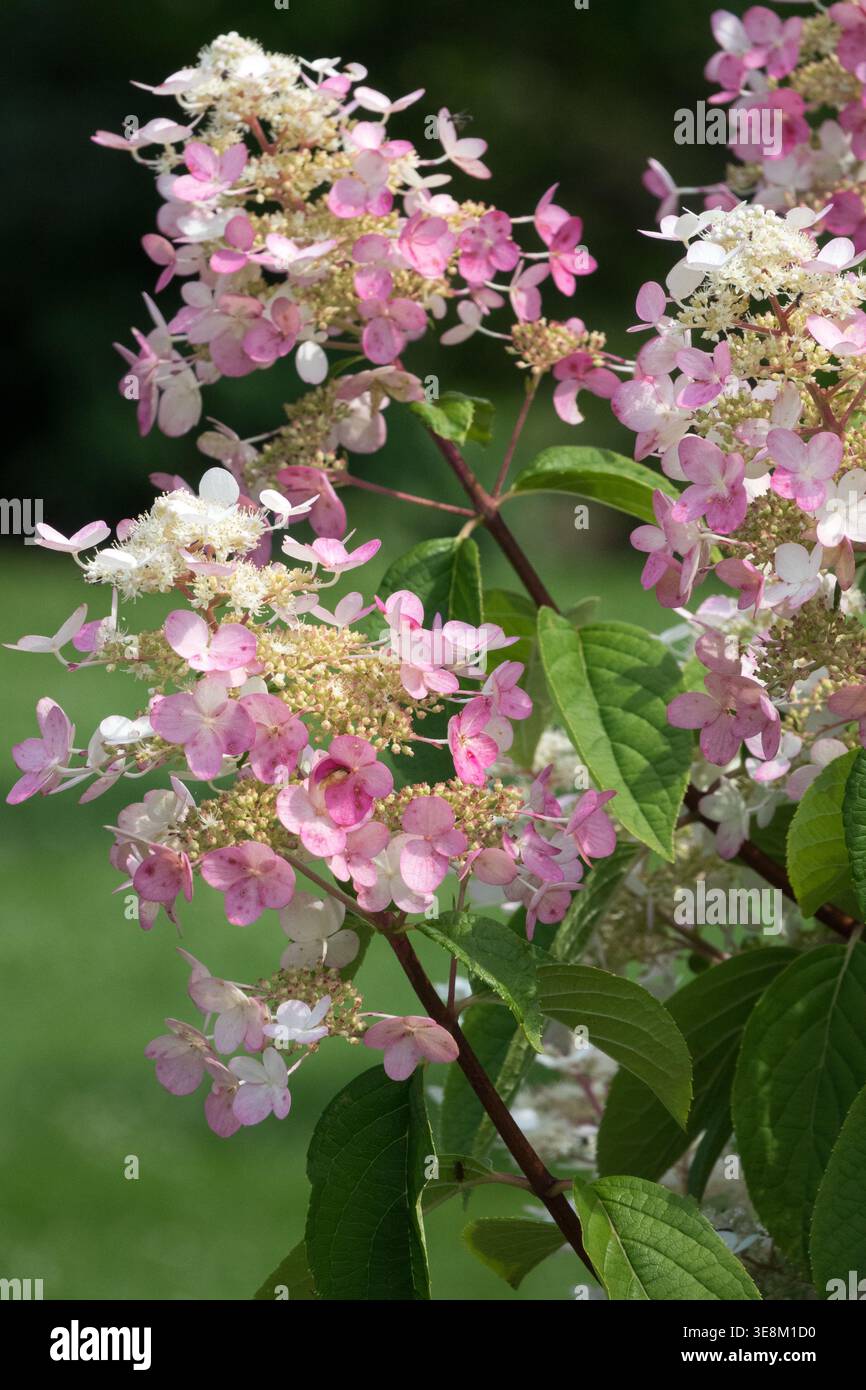 Fiori rosa e bianchi di panicle Hydrangea Hydrangea paniculata 'Wim's Red' in un giardino estivo illuminato dal sole Foto Stock