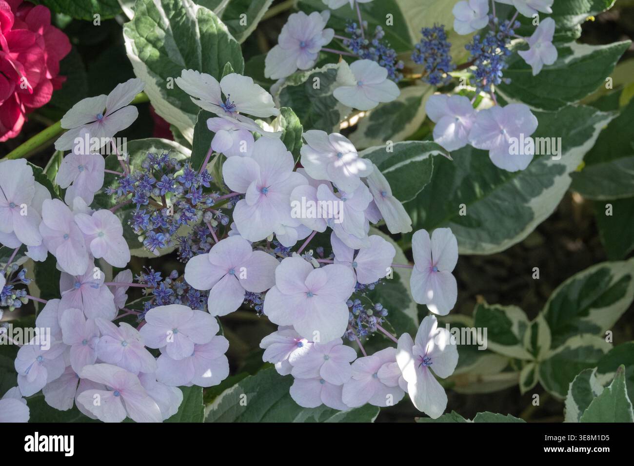 Fiori di lacca azzurra e foglie variegate di Hydrangea macrophylla "Mariesii variegata" in un giardino estivo Foto Stock