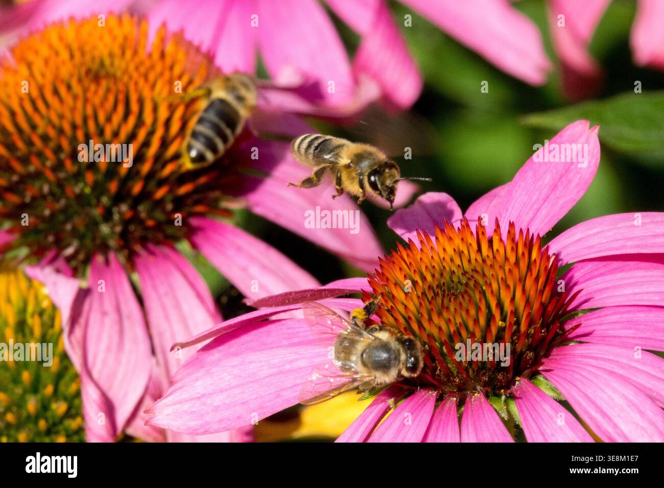 Api mellifere Apis mellifera in volo e fiori di Echinacea purpurea rosa impollinati in un giardino estivo illuminato dal sole Foto Stock