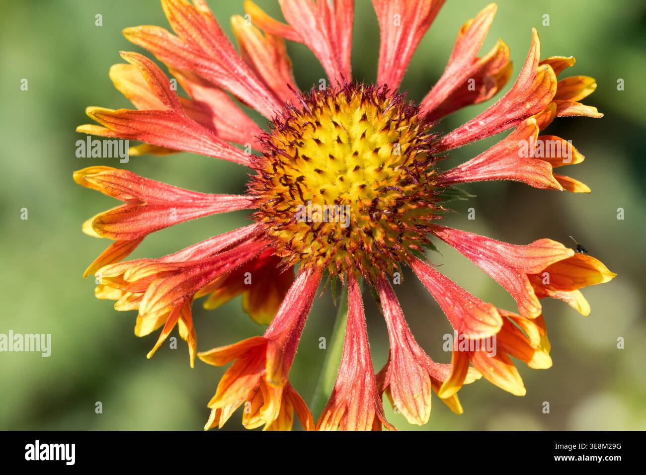 Gaillardia pulchella in fiore arancione e rosso in un giardino estivo illuminato dal sole Foto Stock