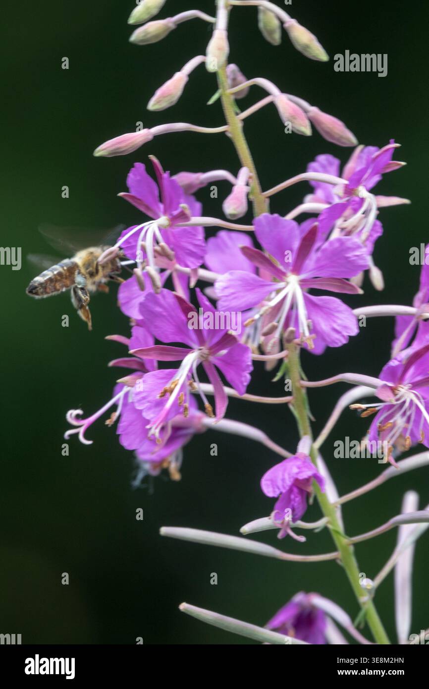 Dettaglio dei fiori rosa Rosebay WilloPer Epilobium angustifolium con ape miele in volo in un giardino estivo Foto Stock