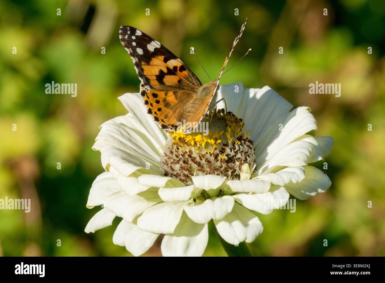 Vanessa Cardui, farfalla Lady dipinta su un fiore di Zinnia bianco in un giardino estivo illuminato dal sole Foto Stock