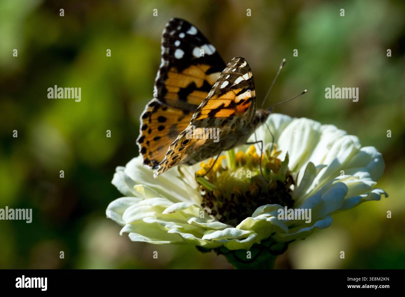 Vanessa Cardui, farfalla Lady dipinta su un fiore di Zinnia bianco in un giardino estivo illuminato dal sole Foto Stock