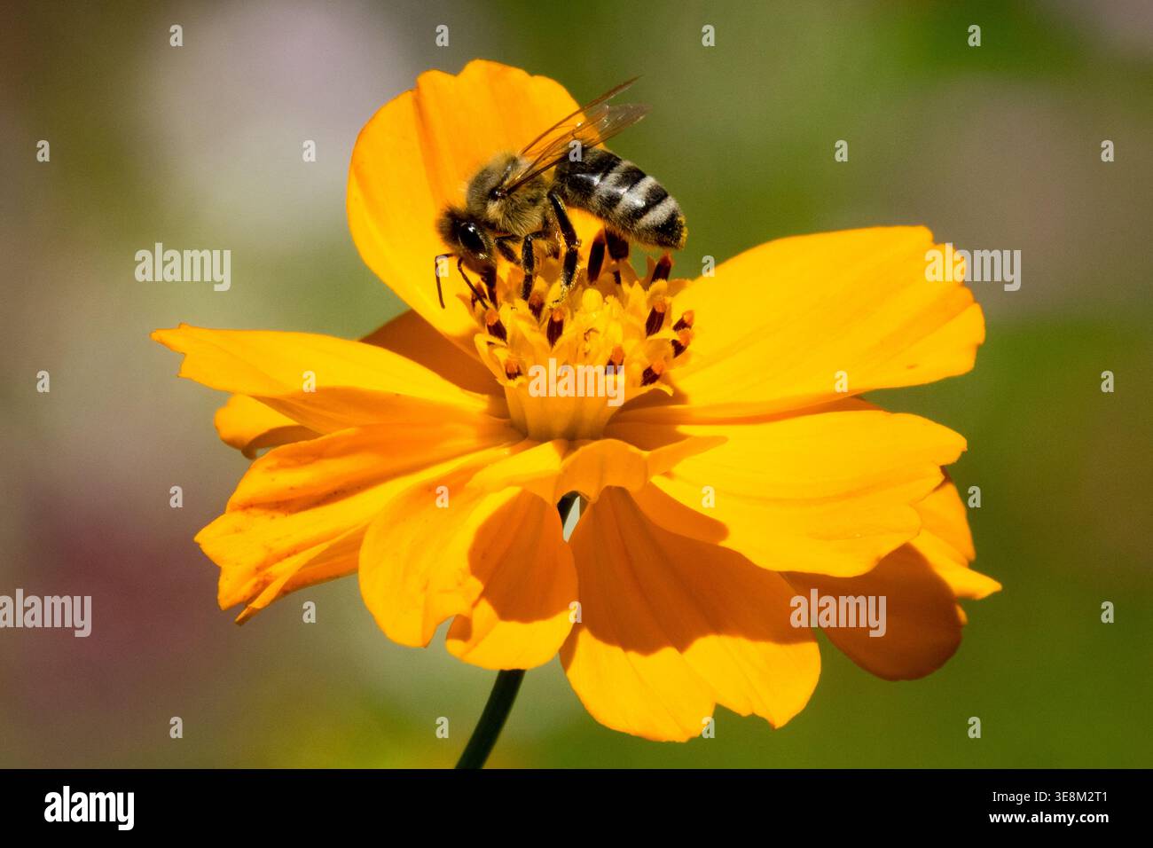 Api mellifera di miele su Cosmos Cosmos sulfureo di arancia, fiore solforato in un giardino estivo illuminato dal sole Foto Stock