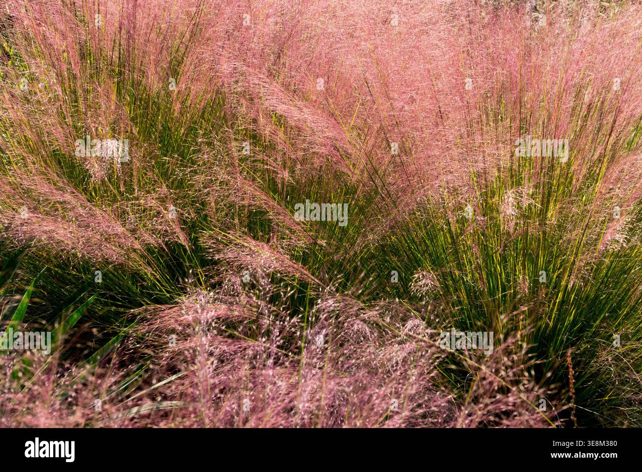 Erba muhly rosa Muhlenbergia capillaris erba ornamentale perenne in un giardino autunnale illuminato dal sole Foto Stock