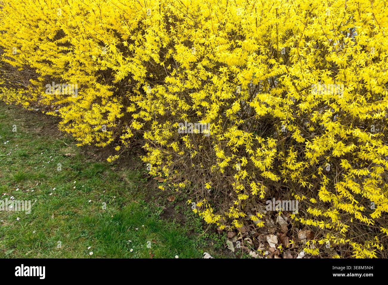 Fiori gialli di arbusto di Forsythia che fioriscono in una siepe illuminata dal sole del giardino primaverile Foto Stock