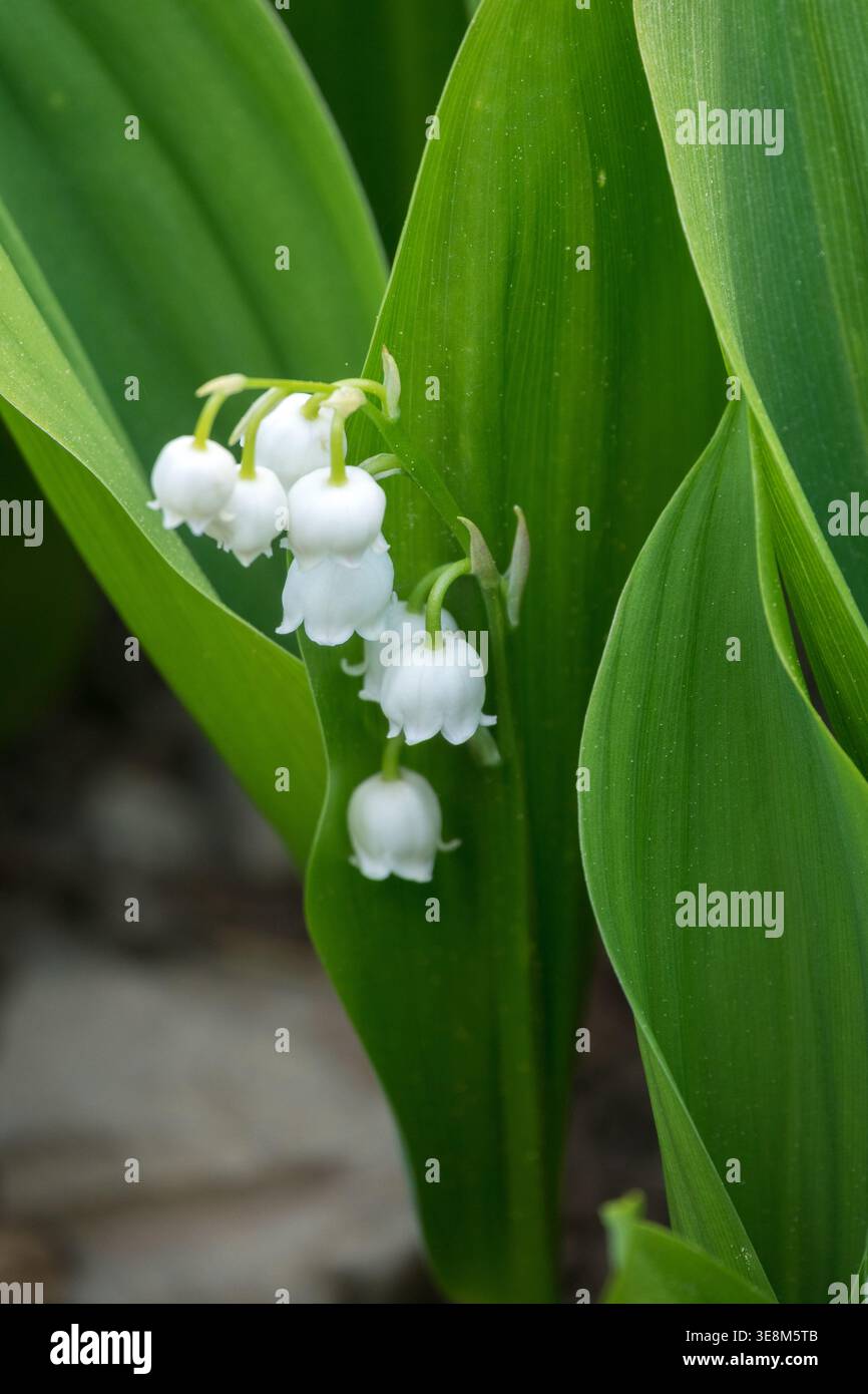 Dettaglio di fiori bianchi e foglie verdi di Giglio della Valle Convallaria majalis in un giardino primaverile Foto Stock