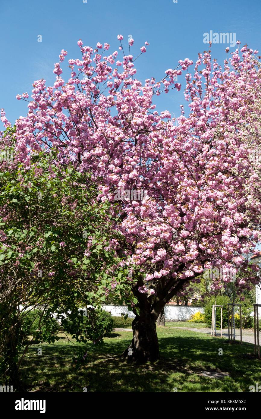 Fiori rosa di ciliegio fiorito giapponese Prunus serrulata albero 'Kanzan' contro un cielo blu in primavera Foto Stock