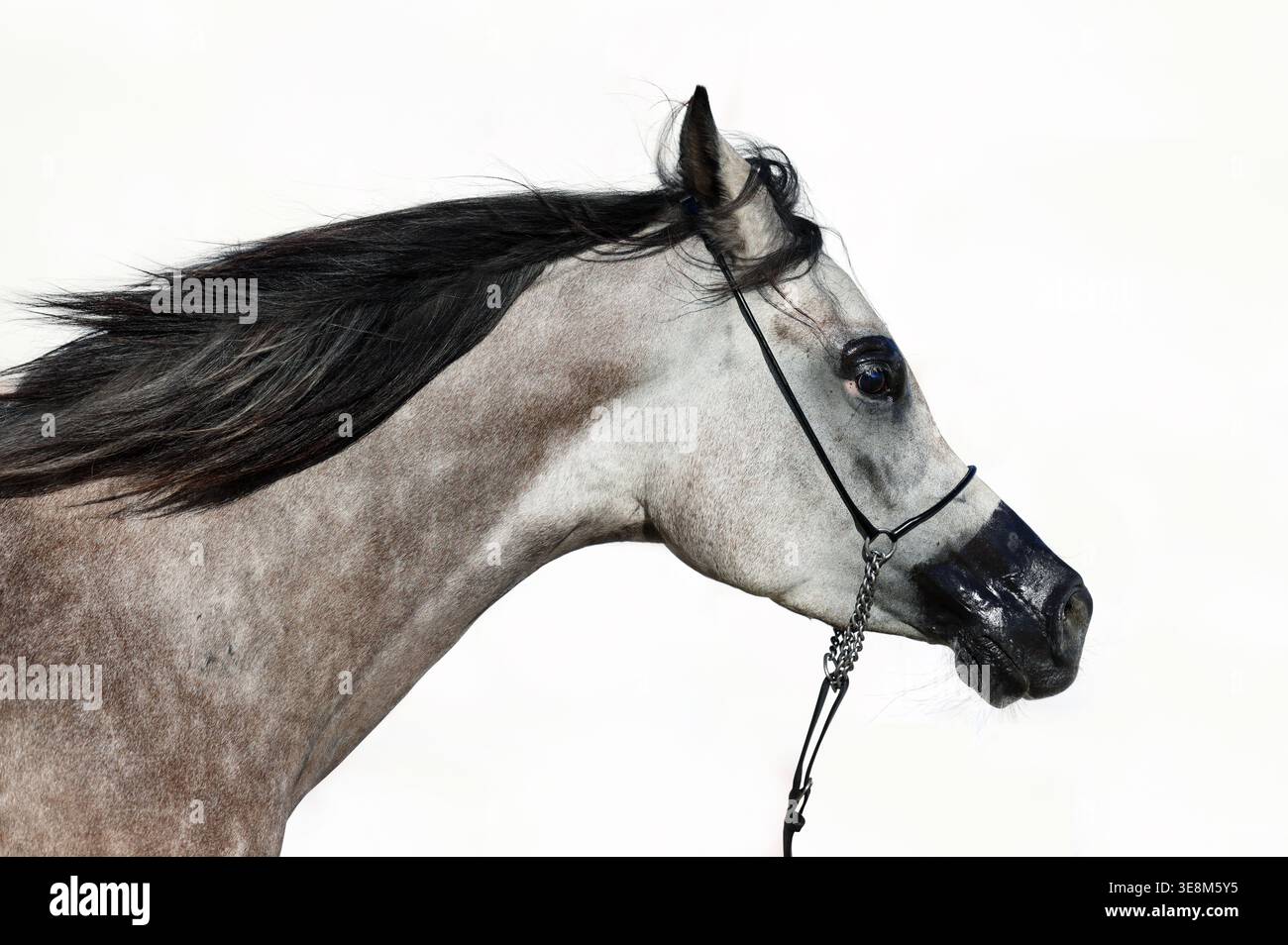 Ritratto di cavallo arabo grigio su sfondo bianco Foto Stock