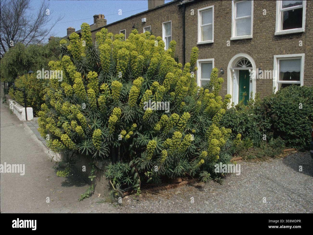 Meditterean Spurge, Euphorbia characias, a Portabello Dublino, Irlanda. 2003 Foto Stock