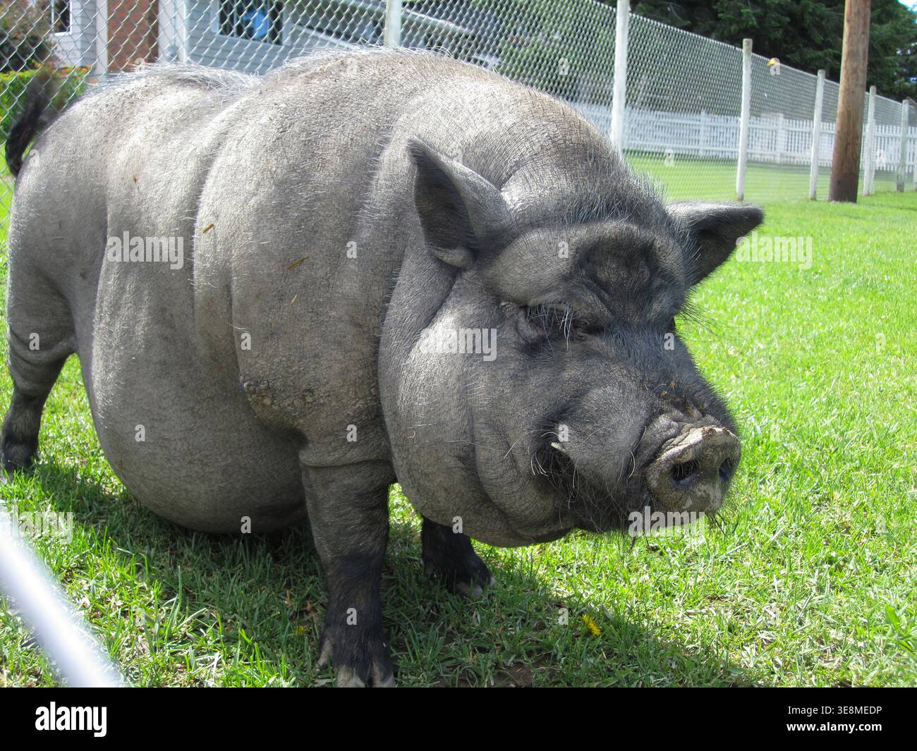 Maiale domestico di grandi dimensioni, grigio o nero, probabilmente un maiale con pannocchie, in piedi in un campo luminoso di erba verde vivace, rivolto in avanti verso la fotocamera. Foto Stock