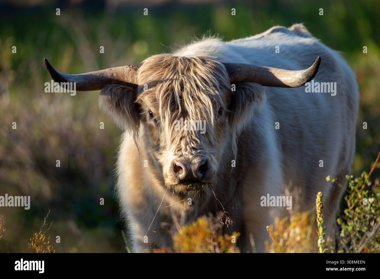 Straordinario ritratto di una mucca o di un toro bianco delle Highland che guarda direttamente all'obiettivo con corna lunghe e spesso rivestimento su uno sfondo morbido e sfocato. Foto Stock