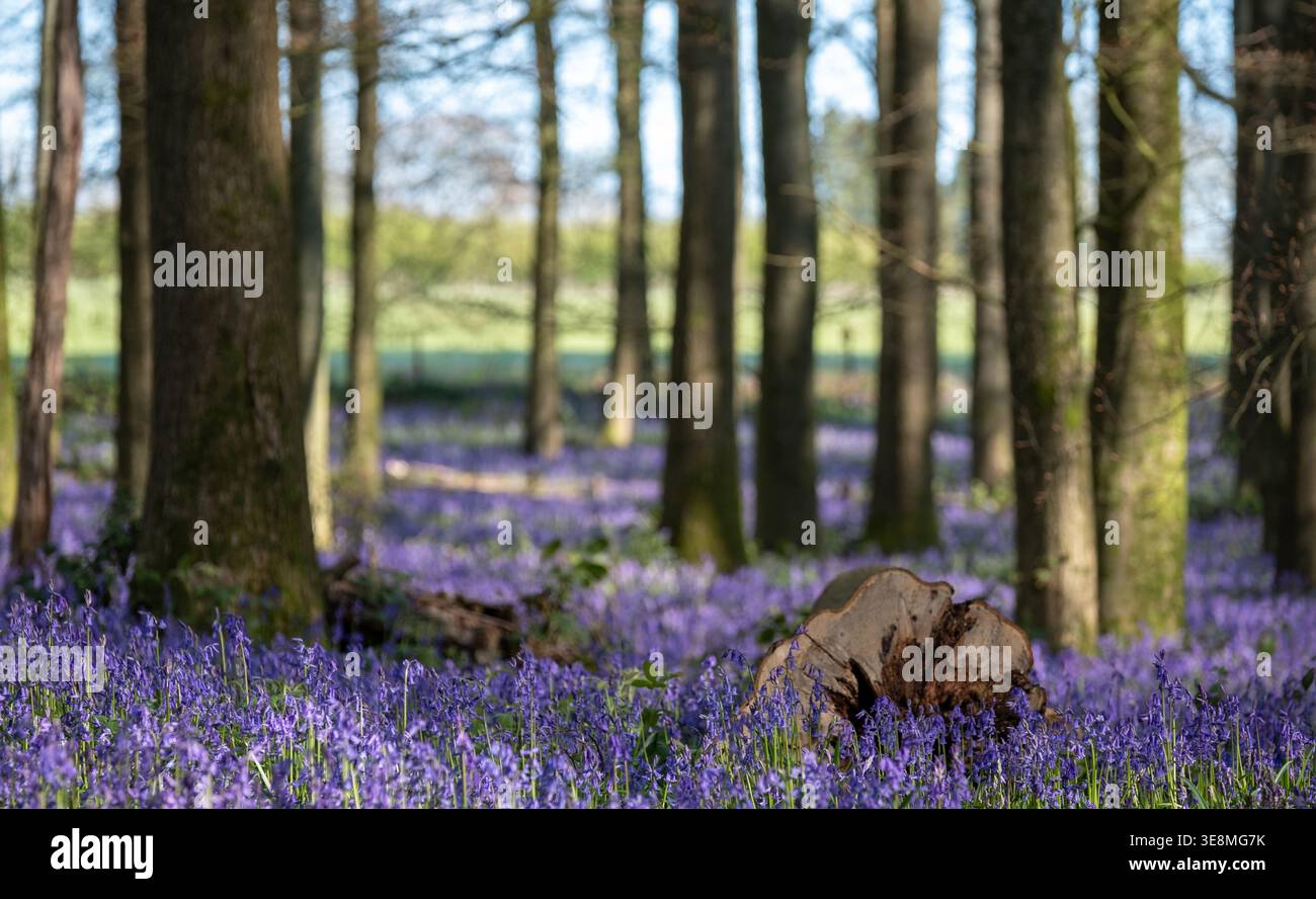 Tappeto di campanelli che crescono selvaggi sul fondo della foresta in primavera, fotografato la mattina presto a Dockey Woods, Ashridge, Buckinghamshire, Regno Unito. Foto Stock