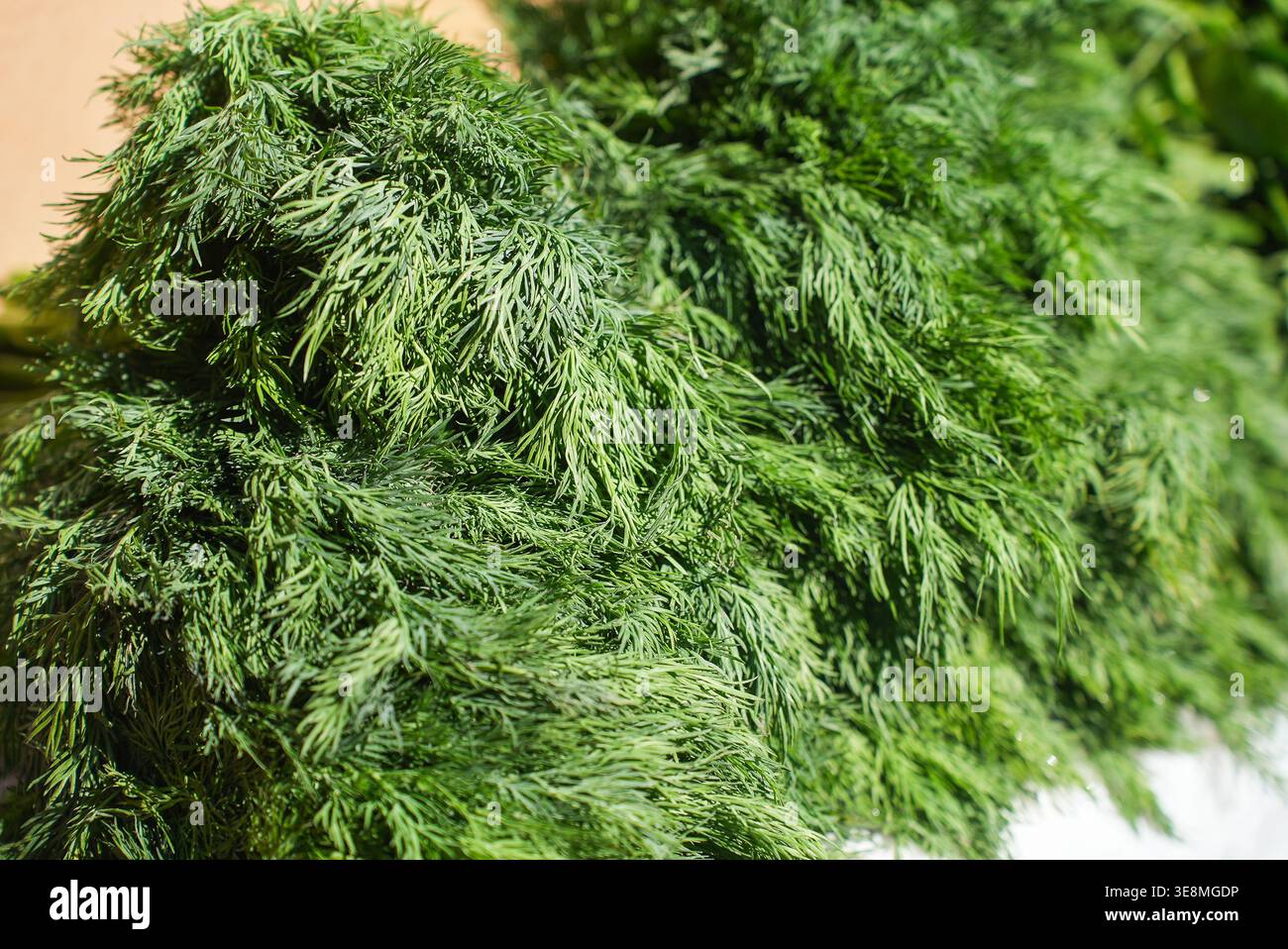 Verdure biologiche fresche ed erbe aromatiche sul mercato agricolo di strada. Tipica fiera agricola locale del fine settimana. Vendita di verdure biologiche - insalata di cavoli, prezzemolo, dil Foto Stock
