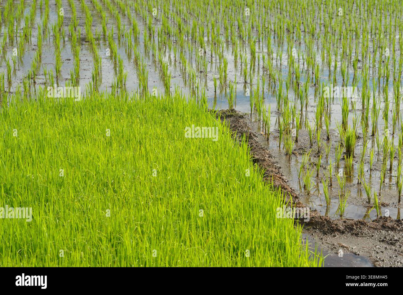 Lush Paddy Field con Young Rice Plants Agriculture Scene Foto Stock