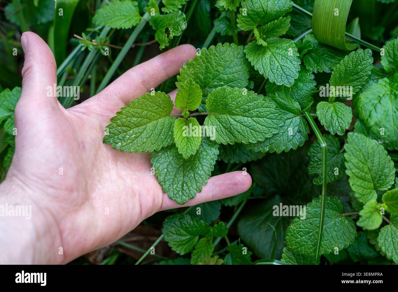 Balsamo fresco al limone nel letto da giardino, coltivazione di erbe Melissa officinalis e concetto di benessere naturale Foto Stock