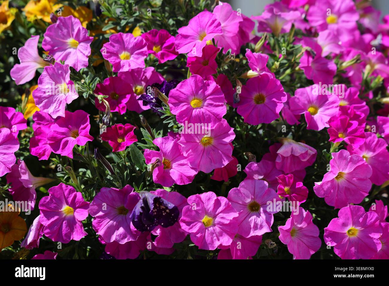 Giardino con balconi in Polonia. Petunie rosa in un contenitore con balcone. Foto Stock
