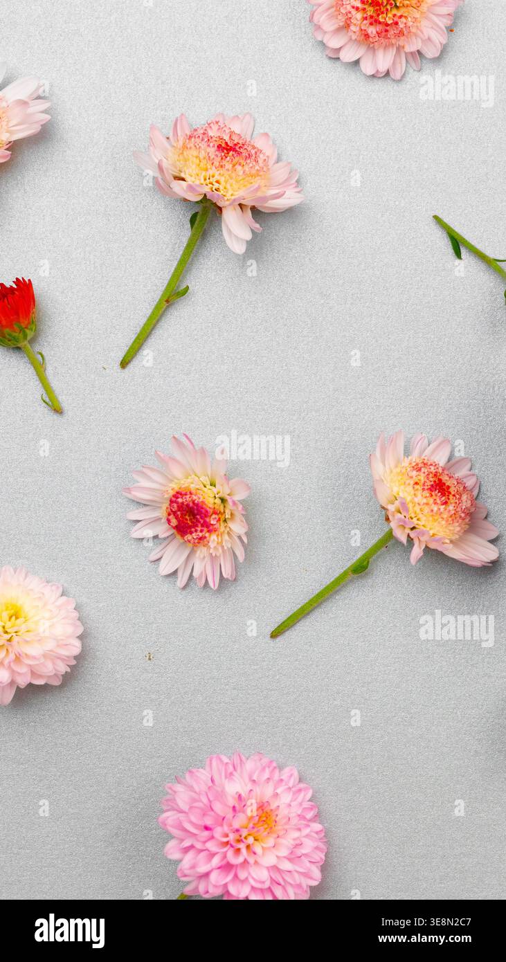Fiori in diversi colori disposti su una superficie grigio chiaro per decorazione e design Foto Stock