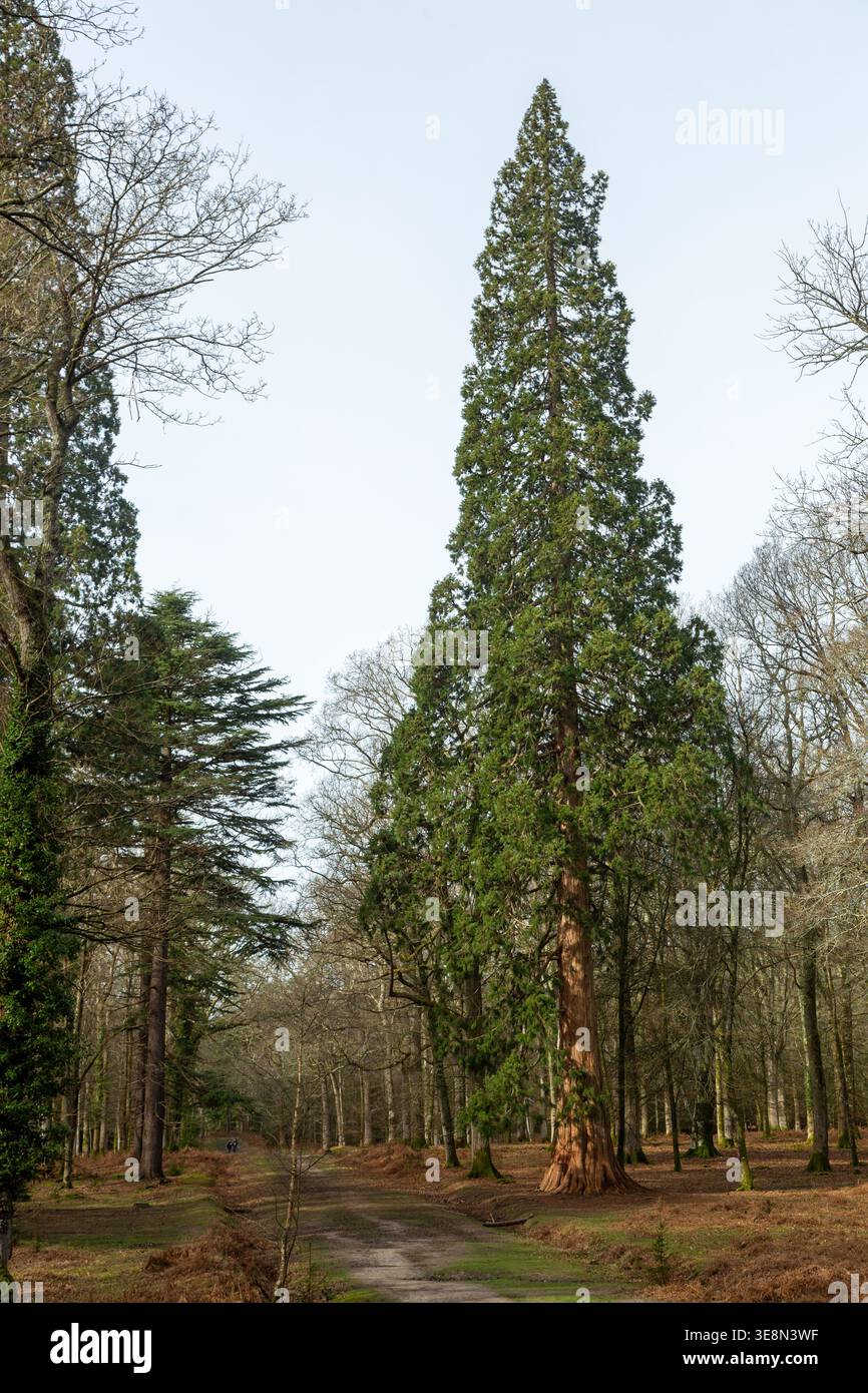Sequoie giganti sul sentiero degli alberi alti, Bolderwood Arboretum, Lyndhurst, New Forest, Hampshire Foto Stock