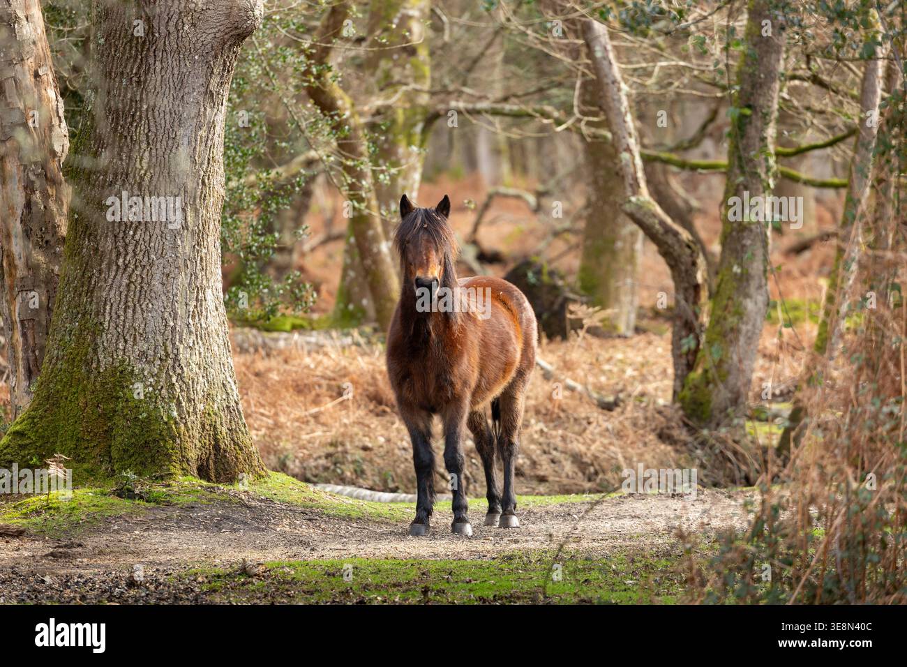 Libera circolazione dei pony della New Forest Ponies nella New Forest, Hampshire, Inghilterra Foto Stock