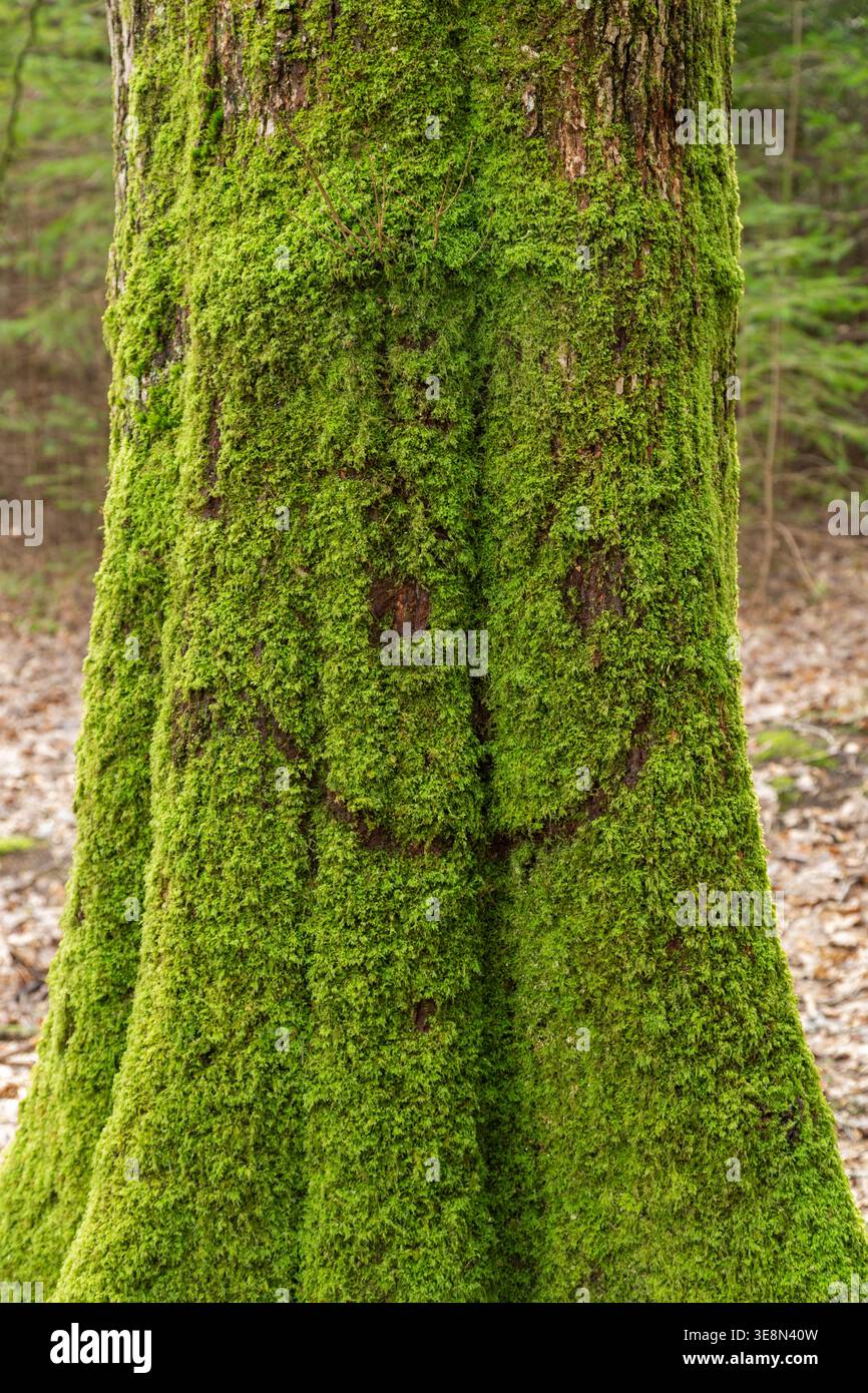 Tronco d'albero ricoperto di muschio verde vivace con una faccia sorridente tagliata al suo interno. Foto Stock