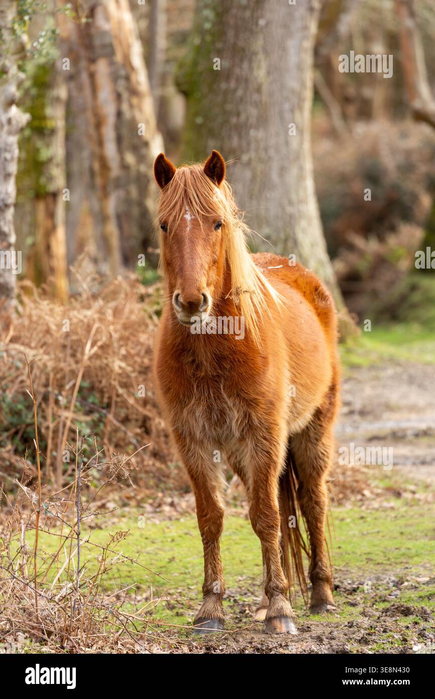 Libera circolazione dei pony della New Forest Ponies nella New Forest, Hampshire, Inghilterra Foto Stock