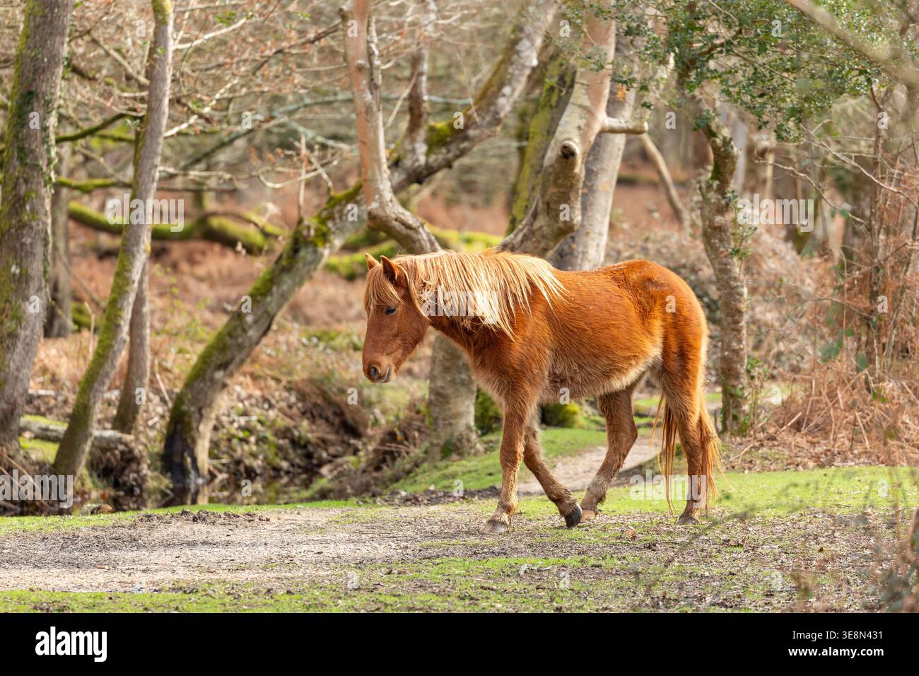 Libera circolazione dei pony della New Forest Ponies nella New Forest, Hampshire, Inghilterra Foto Stock