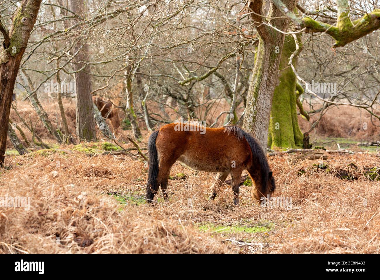 Libera circolazione dei pony della New Forest Ponies nella New Forest, Hampshire, Inghilterra Foto Stock