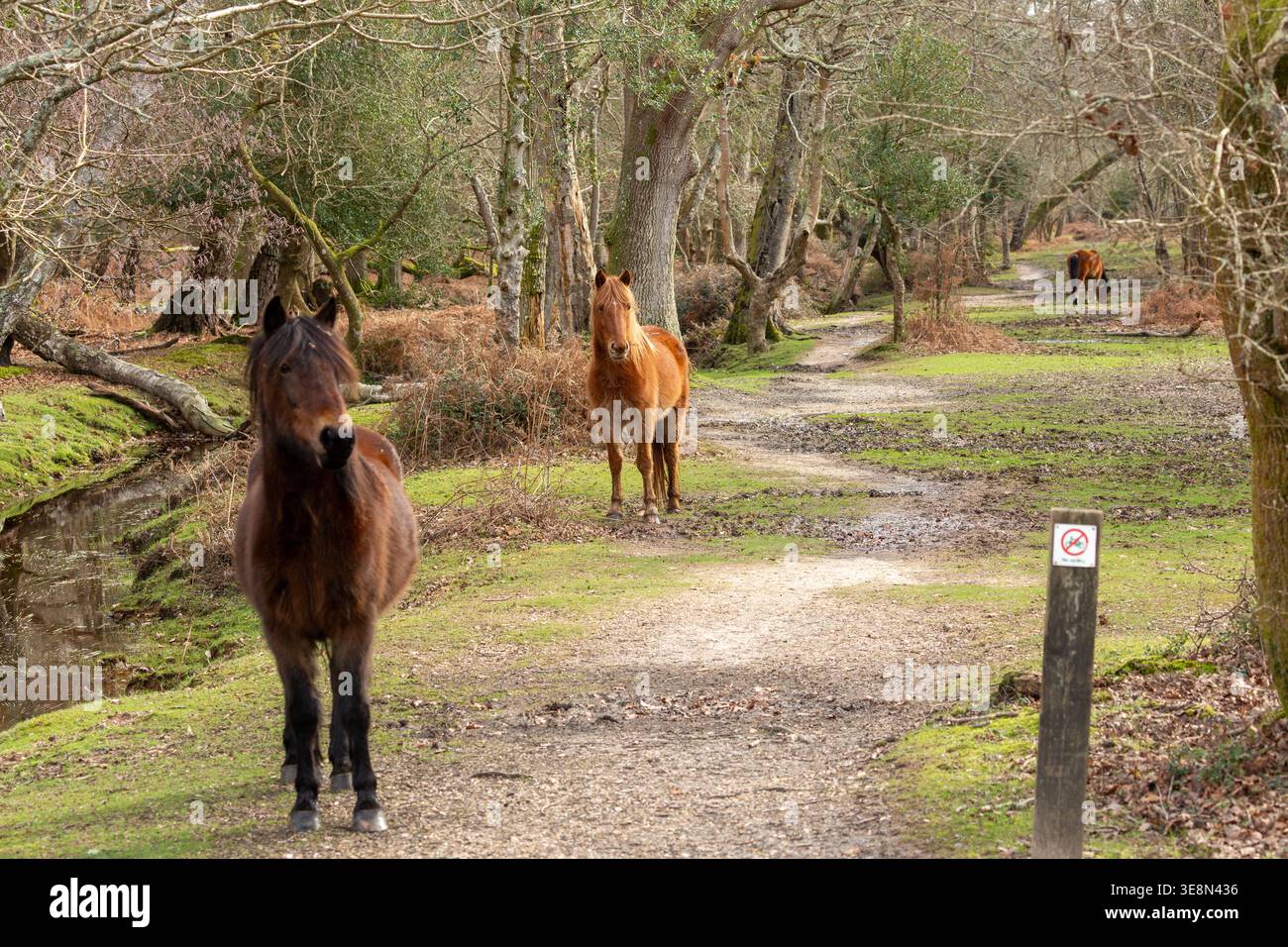 Libera circolazione dei pony della New Forest Ponies nella New Forest, Hampshire, Inghilterra Foto Stock