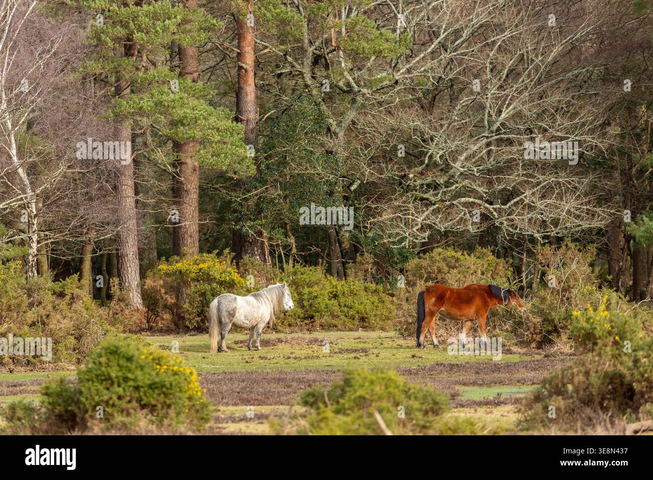 Libera circolazione dei pony della New Forest Ponies nella New Forest, Hampshire, Inghilterra Foto Stock