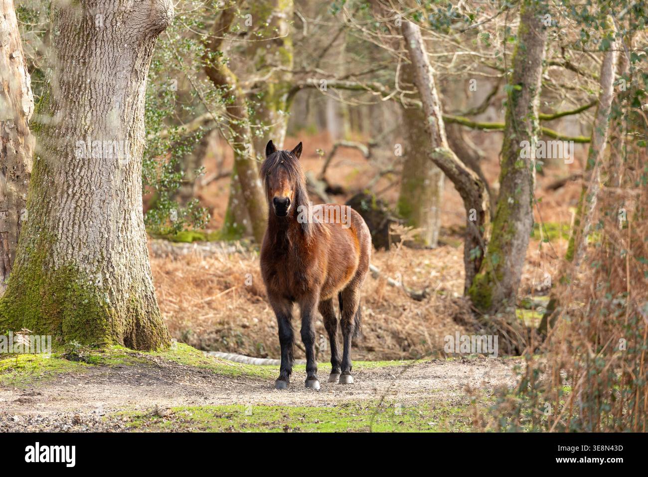 Libera circolazione dei pony della New Forest Ponies nella New Forest, Hampshire, Inghilterra Foto Stock