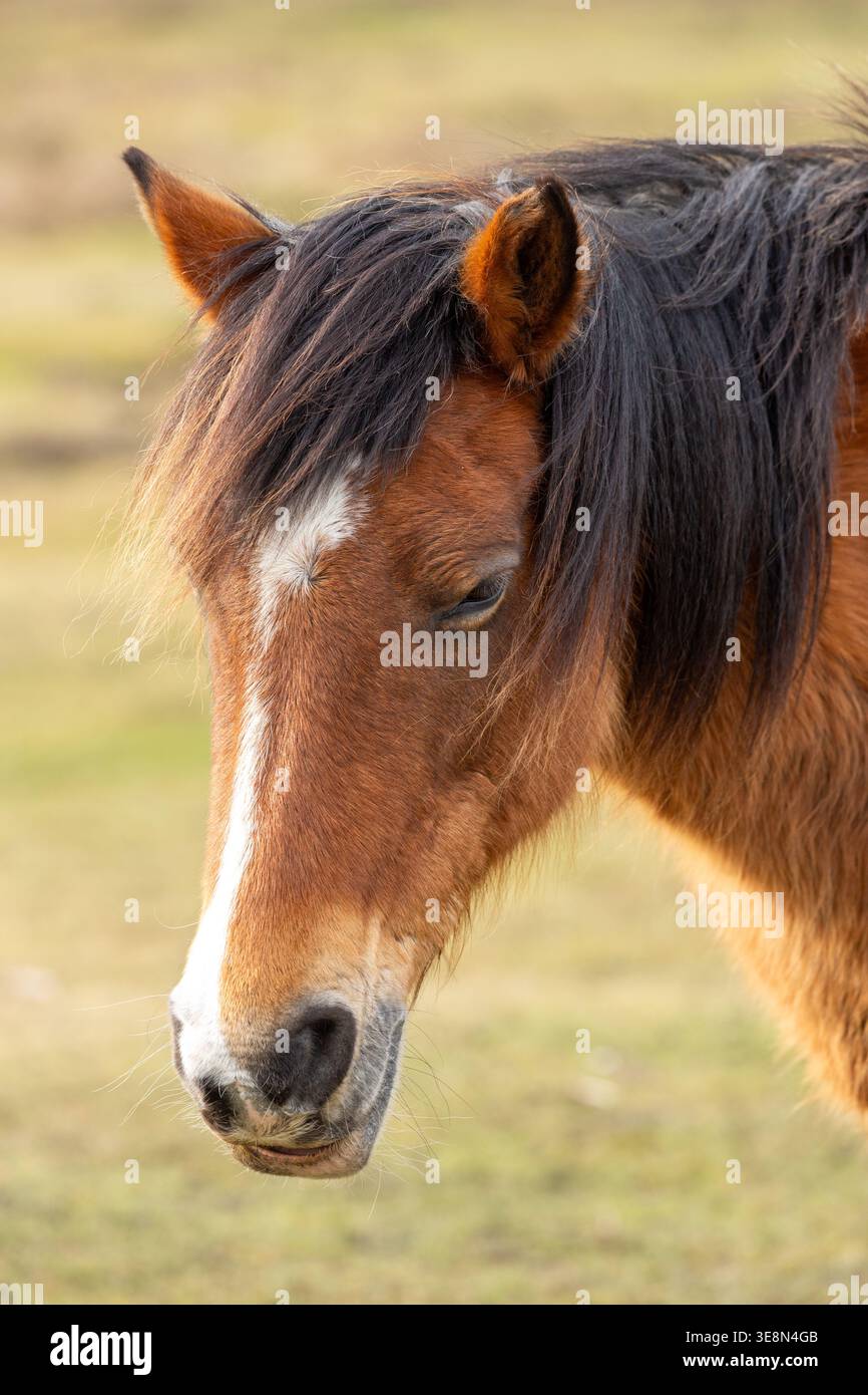 Primo piano di un pony della New Forest nel villaggio di Brockenhurst nell'Hampshire, Inghilterra Foto Stock