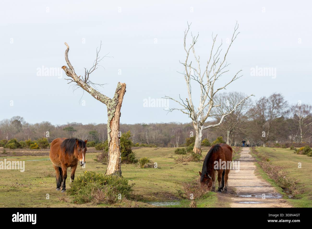 Pony della New Forest che pascolano liberamente nel villaggio di Brockenhurst nell'Hampshire, Inghilterra Foto Stock