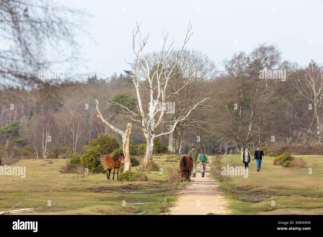 Pony della New Forest che pascolano liberamente nel villaggio di Brockenhurst nell'Hampshire, Inghilterra Foto Stock
