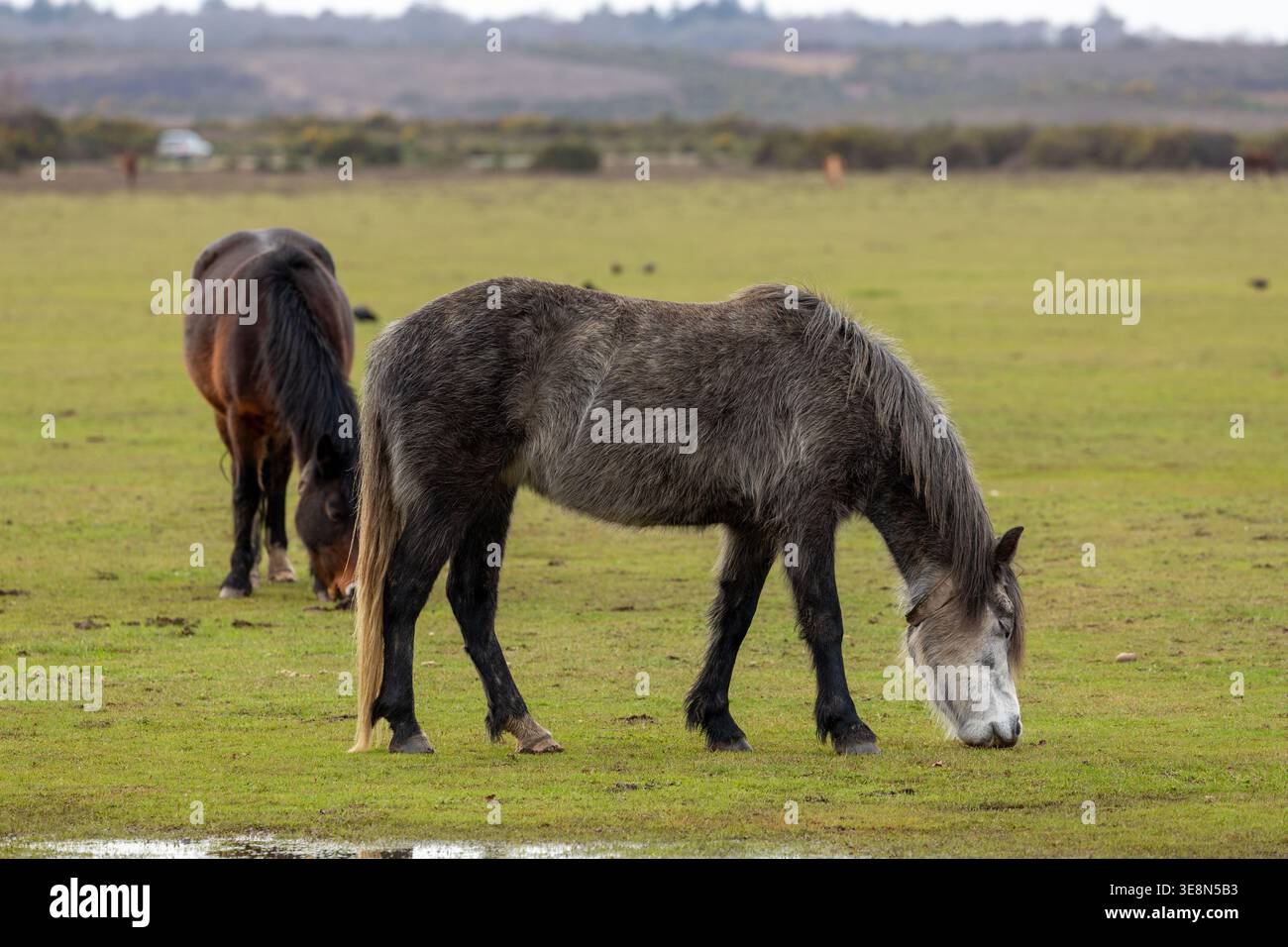 Libera circolazione dei pony della New Forest Ponies nella New Forest, Hampshire, Inghilterra Foto Stock