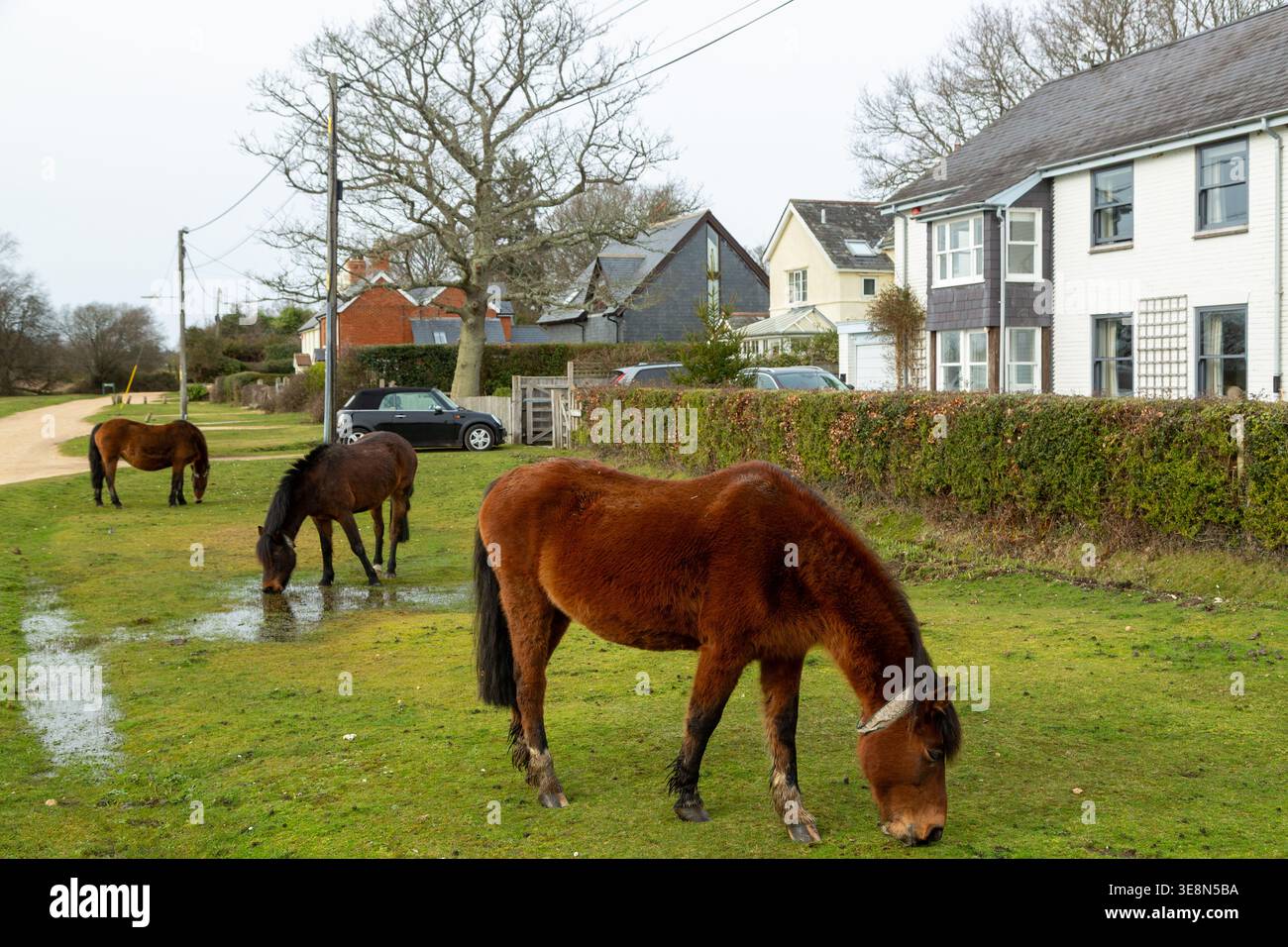 Pony della New Forest che pascolano liberamente nel villaggio di Brockenhurst nell'Hampshire, Inghilterra Foto Stock