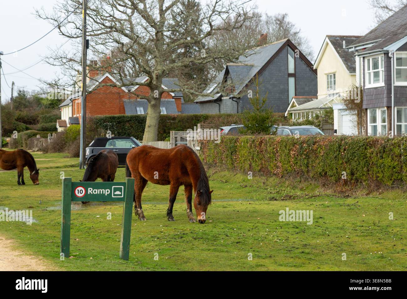 Pony della New Forest che pascolano liberamente nel villaggio di Brockenhurst nell'Hampshire, Inghilterra Foto Stock