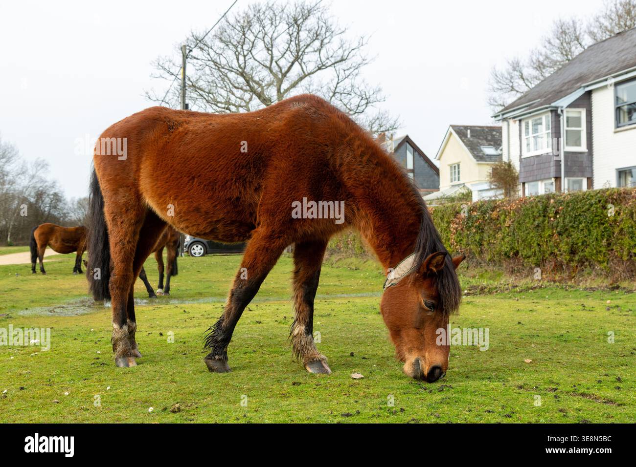 Pony della New Forest che pascolano liberamente nel villaggio di Brockenhurst nell'Hampshire, Inghilterra Foto Stock