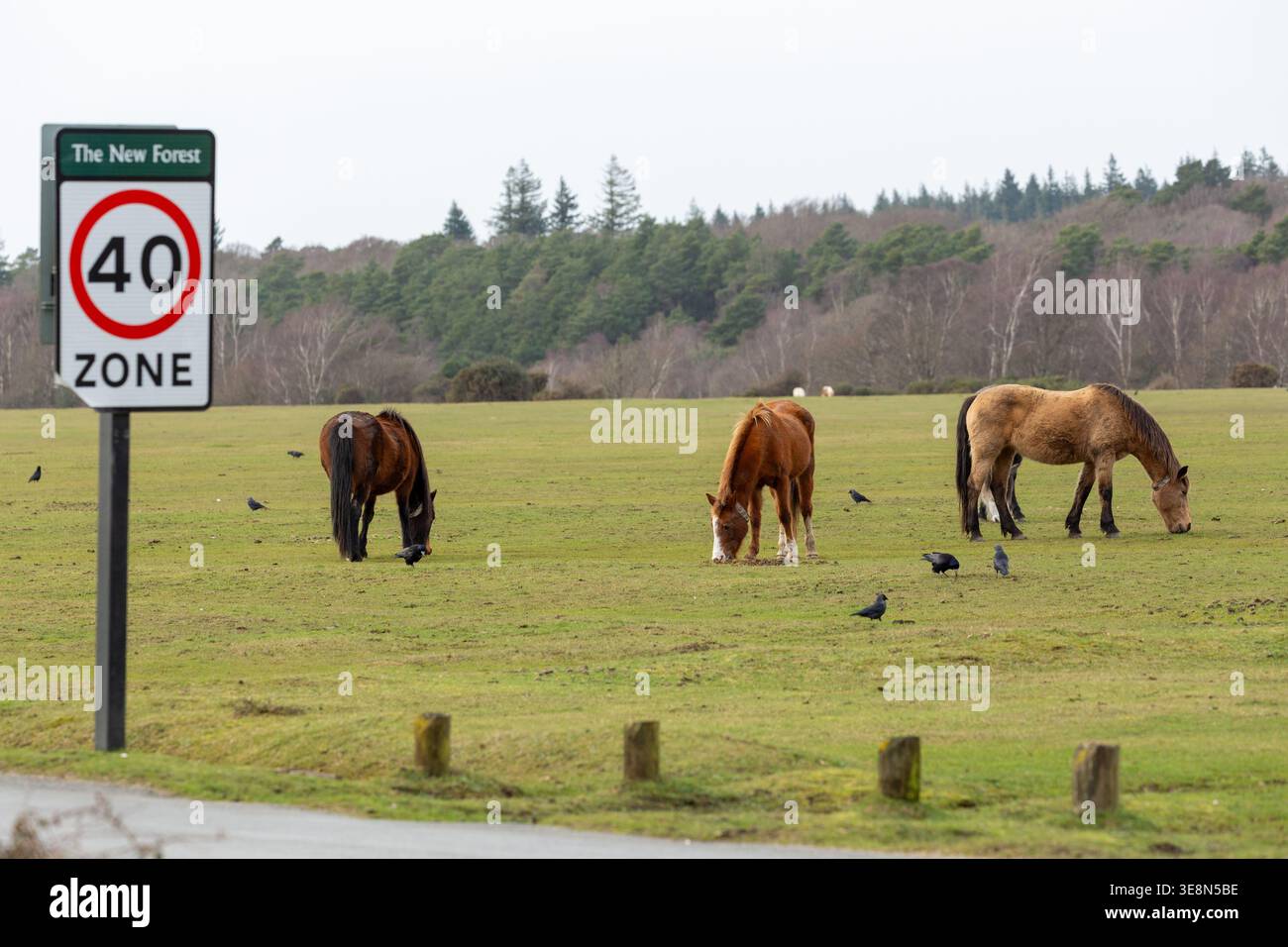 Libera circolazione dei pony della New Forest Ponies nella New Forest, Hampshire, Inghilterra Foto Stock