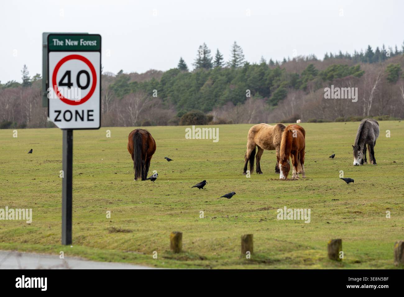 Libera circolazione dei pony della New Forest Ponies nella New Forest, Hampshire, Inghilterra Foto Stock