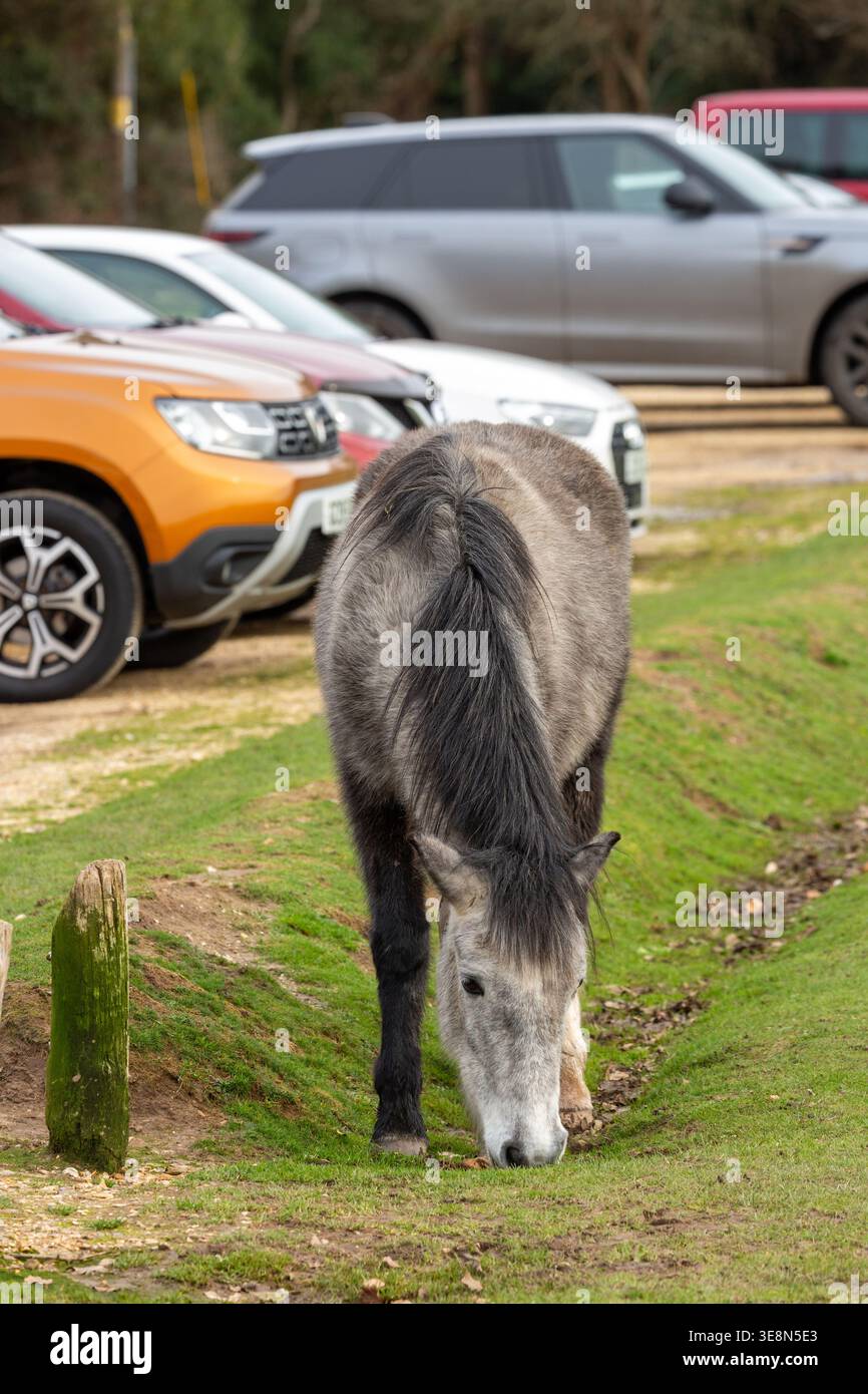 Libera circolazione dei pony della New Forest Ponies nella New Forest, Hampshire, Inghilterra Foto Stock