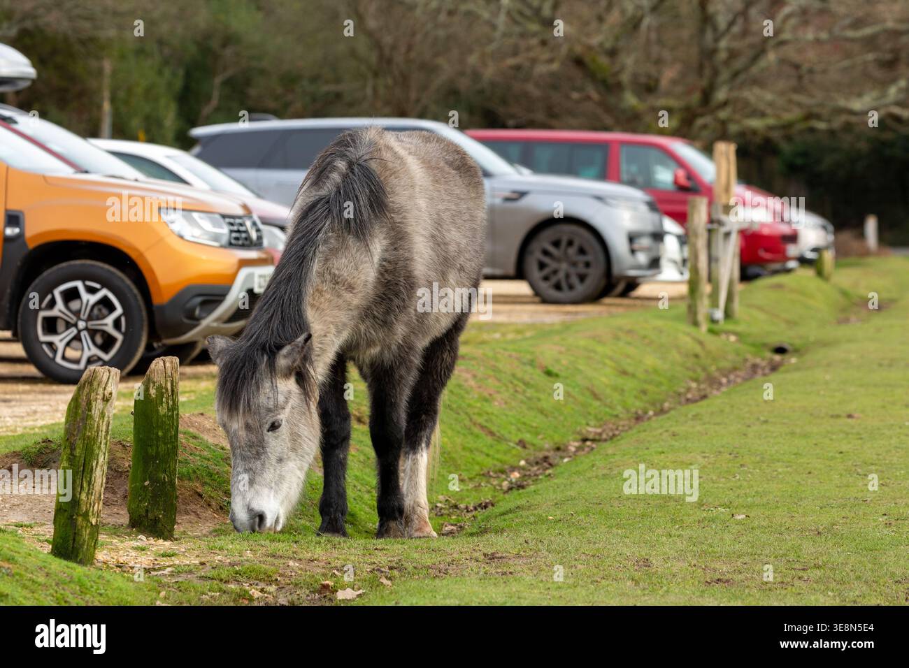Libera circolazione dei pony della New Forest Ponies nella New Forest, Hampshire, Inghilterra Foto Stock