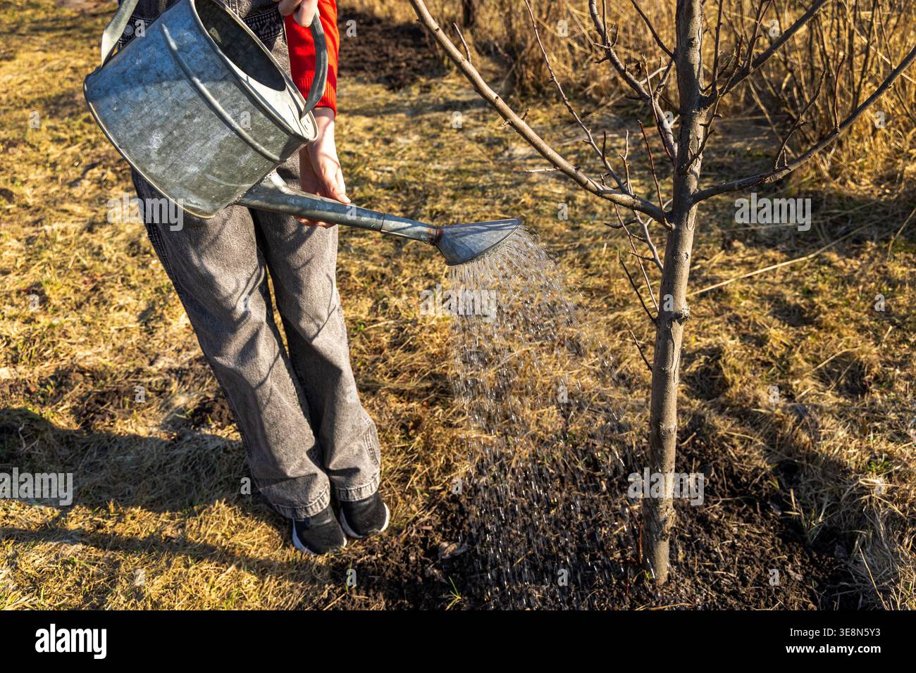 Innaffiare il giovane albero nel giardino soleggiato. La persona annaffia un giovane albero con una lattina di metallo in un giardino asciutto, mostrando cura delle piante, crescita e stagionalità Foto Stock