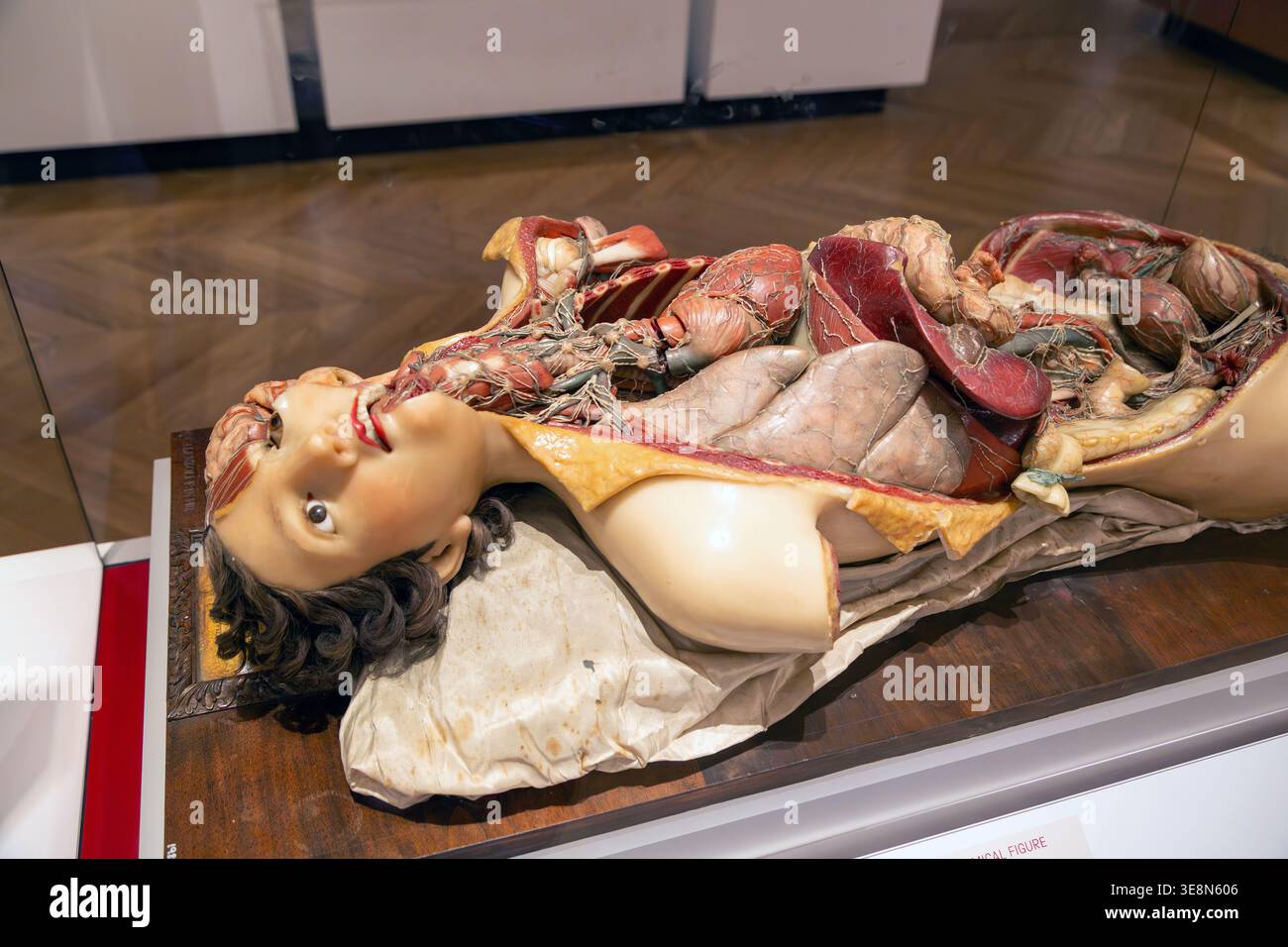 Modello anatomico a cera femminile, 1818. Il lavoro del modellista italiano Francesco Calenzuoli. Il Museo della Scienza, Londra Foto Stock