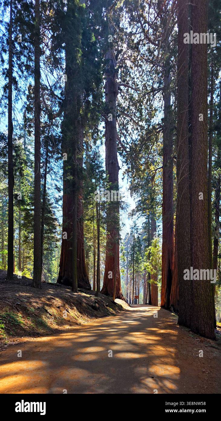 Sentiero forestale tra sequoie giganti torreggianti. Il sentiero illuminato dal sole si snoda attraverso un boschetto di sequoie giganti, con tronchi torreggianti e profonda ombra della foresta Foto Stock