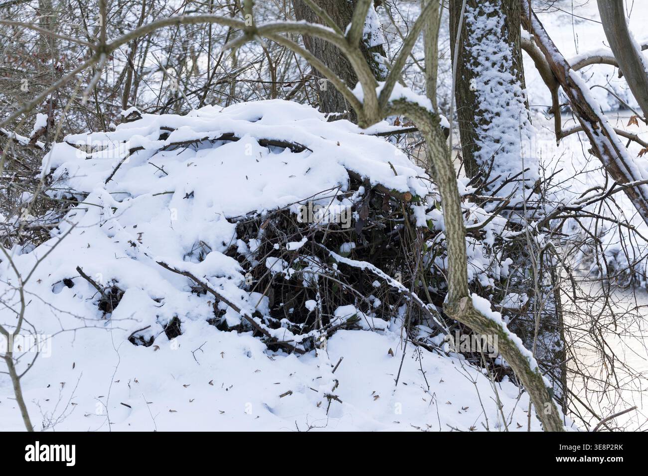 Reisighaufen, im Winter bei Schnee, Überwinterungsplatz für Tiere, Überwinterung, Winterversteck, Ästehaufen, Totholz, Schnittgut aus Ästen und Zweige Foto Stock