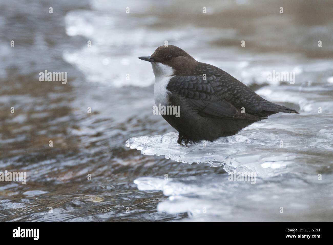 Wasseramsel, im Winter bei Eis an einem eisfreien Bach, Wintergast aus Skandinavien in Schleswig-Holstein, Wasser-Amsel, Cinclus cinclus, Dipper, whit Foto Stock