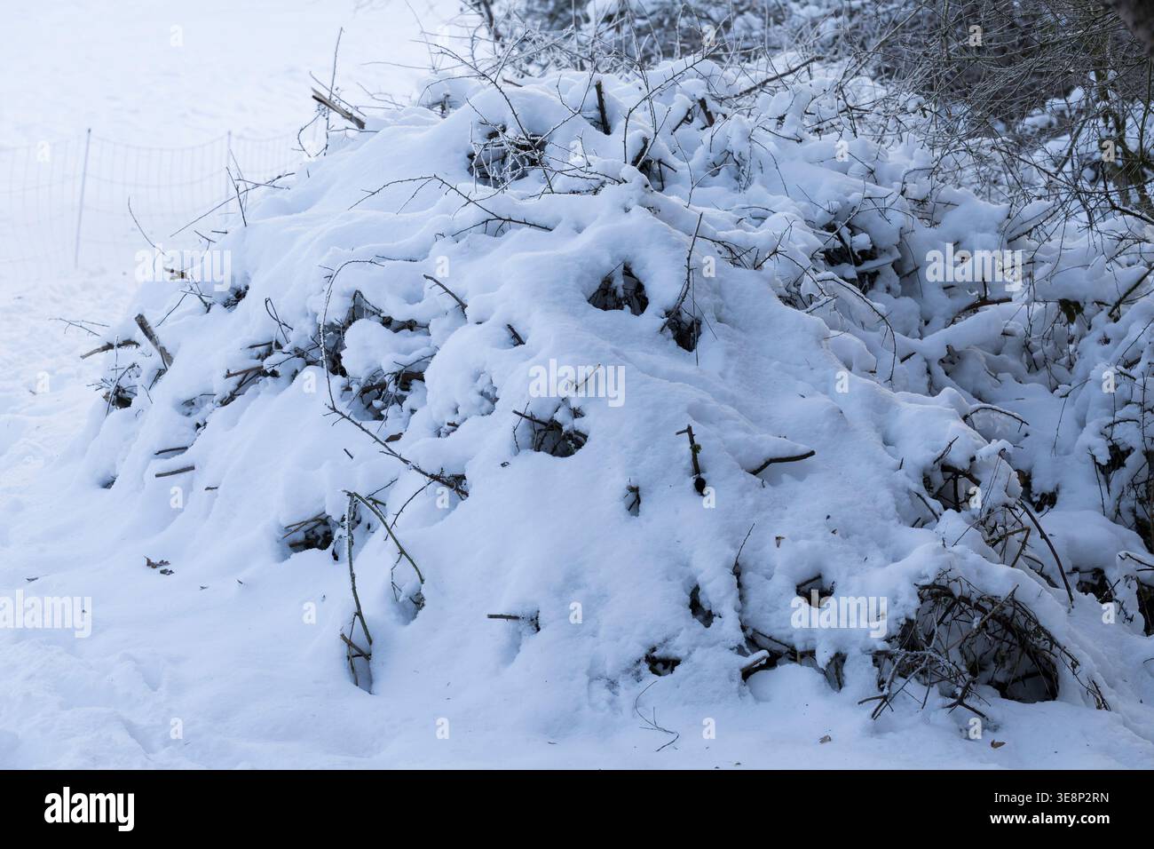 Reisighaufen, im Winter bei Schnee, Überwinterungsplatz für Tiere, Überwinterung, Winterversteck, Ästehaufen, Totholz, Schnittgut aus Ästen und Zweige Foto Stock