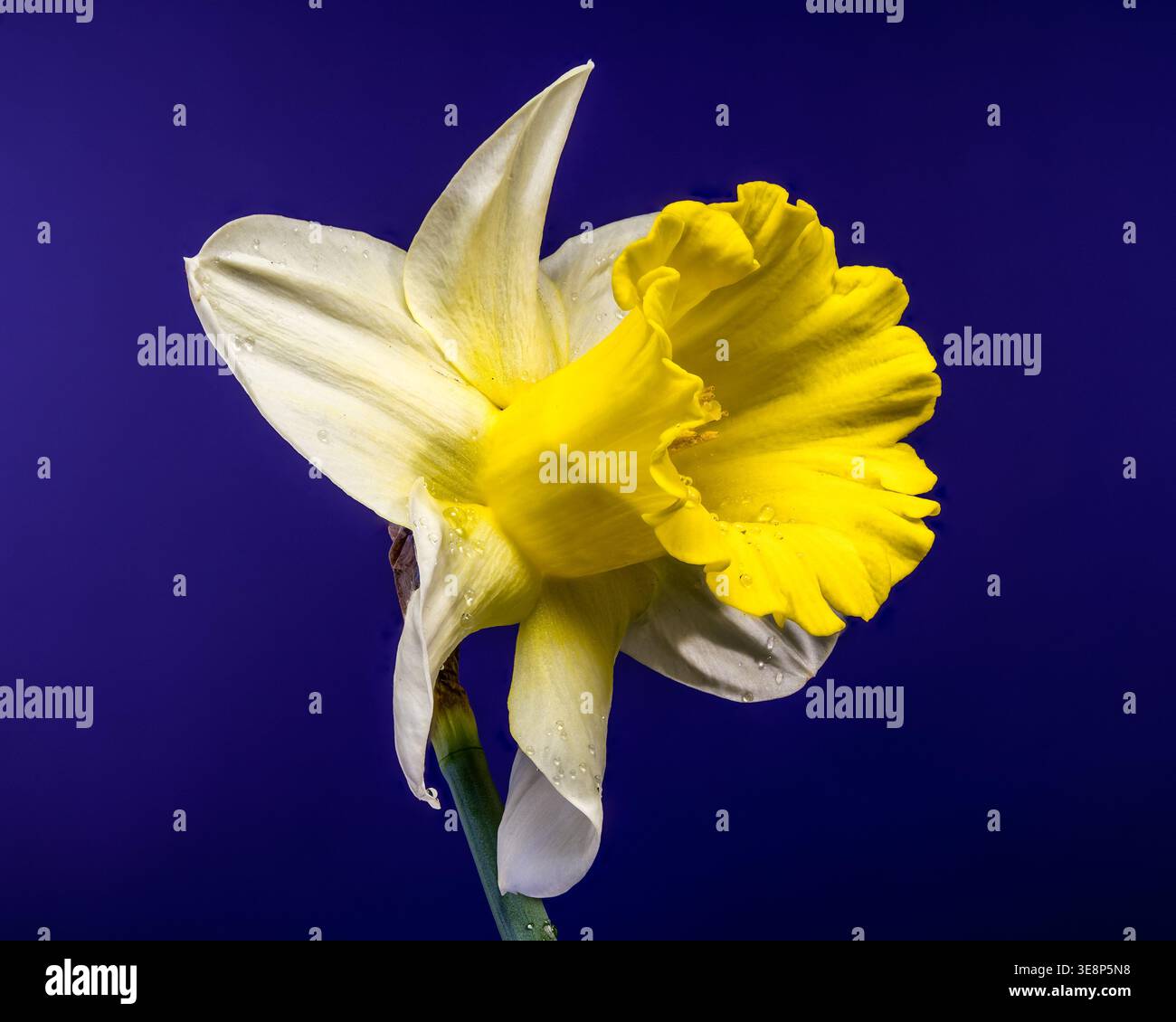 narcisi primaverili freschi con rugiada mattutina. La tromba gialla e i petali bianchi si distinguono su uno sfondo viola solido in questa macro ad alta risoluzione Foto Stock
