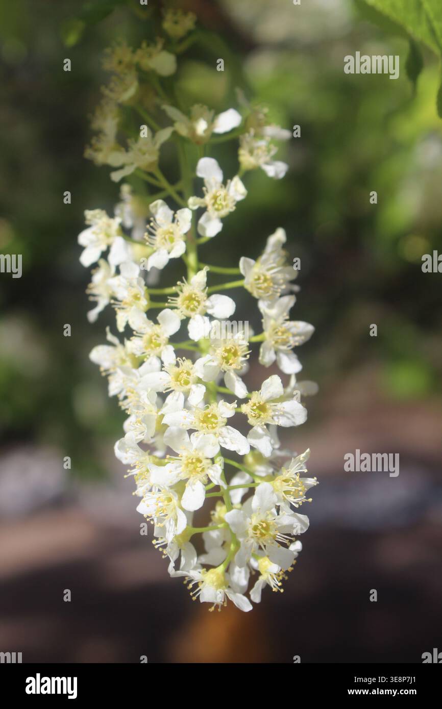 Fiori primaverili a Santa Fe, New Mexico Foto Stock